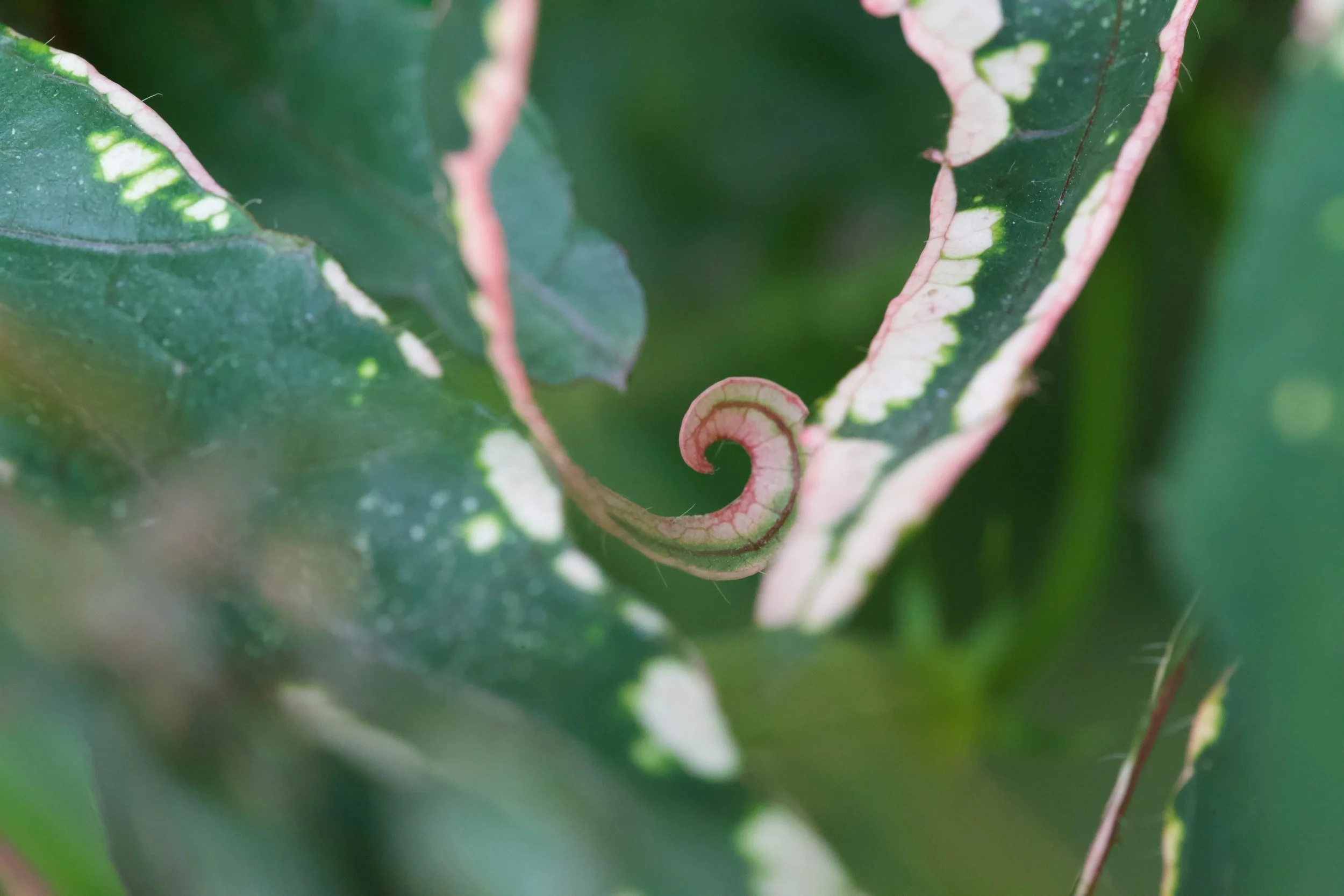 Initial Herbal Consultation + 3 monthly check-ins