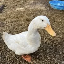 duck.jpg