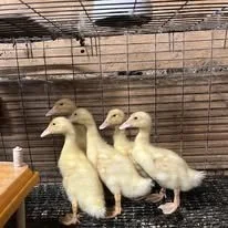 ducklings.jpg