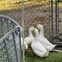 ducks.jpg