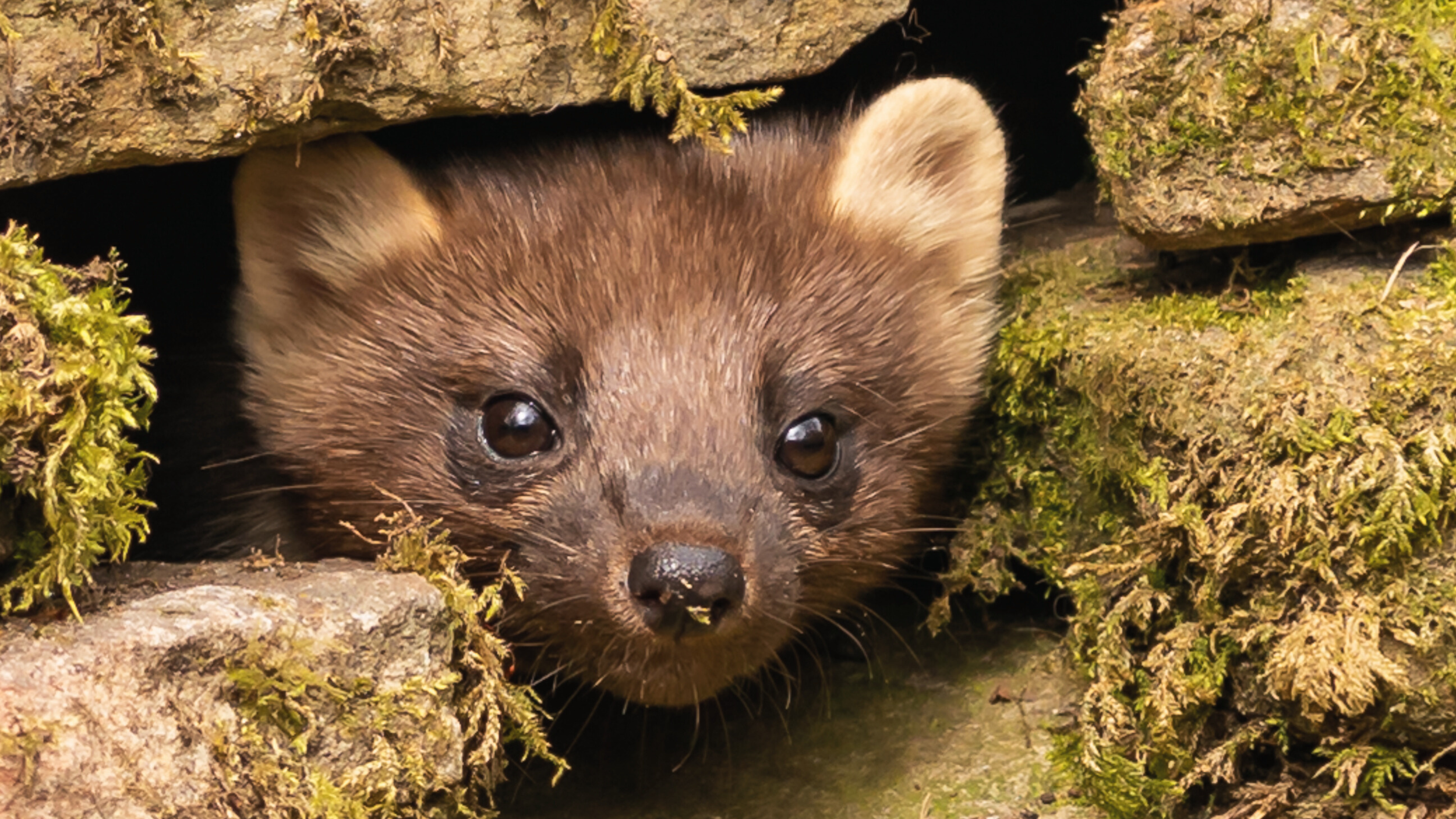 The Elusive European Pine Marten