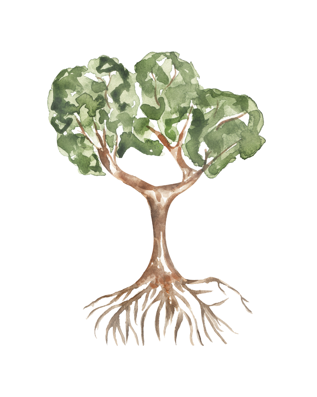 Watercolor illustration of a tree with green leaves, a brown trunk, and roots.