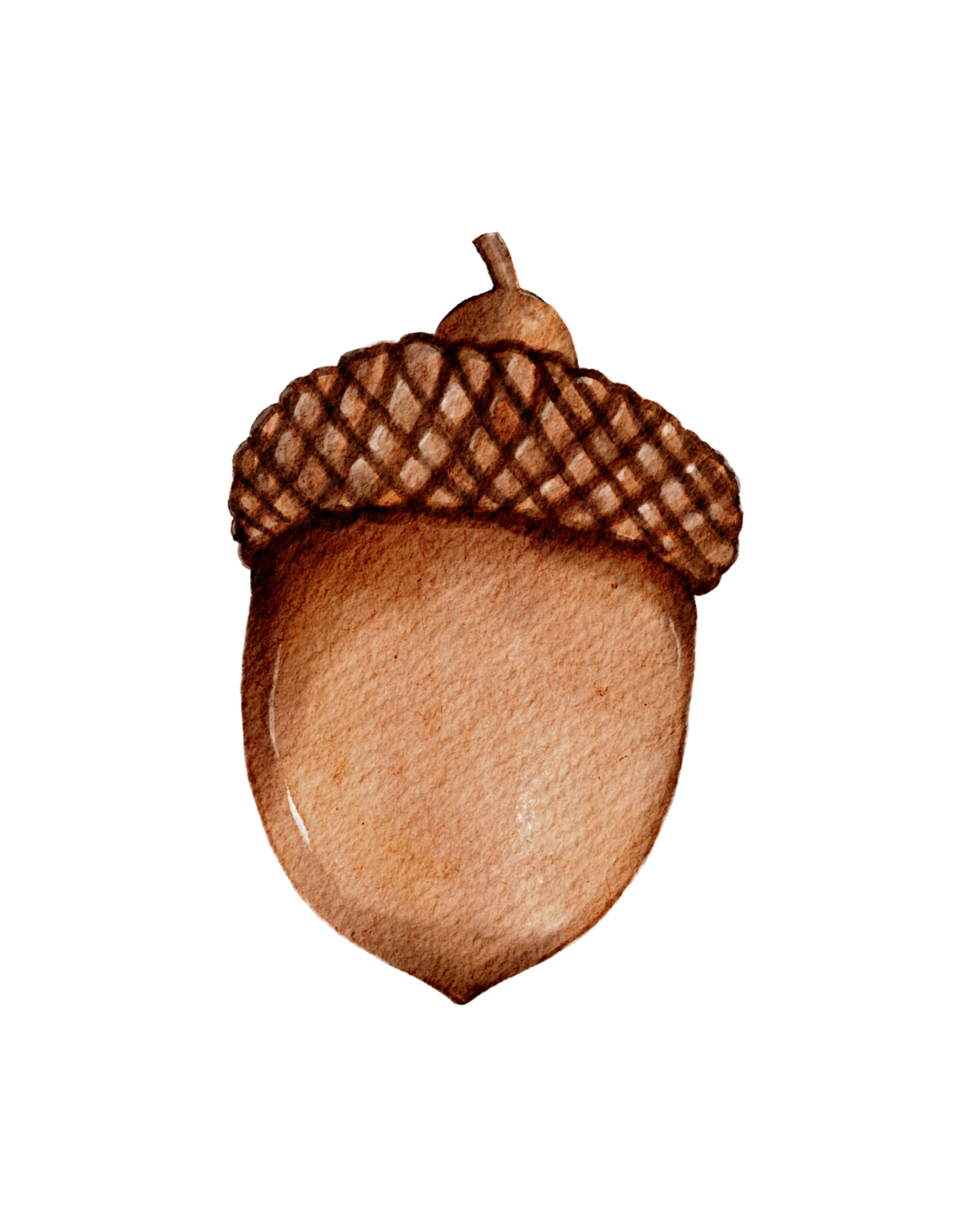 Illustration of an acorn with a brown cap and a smooth light brown nut.