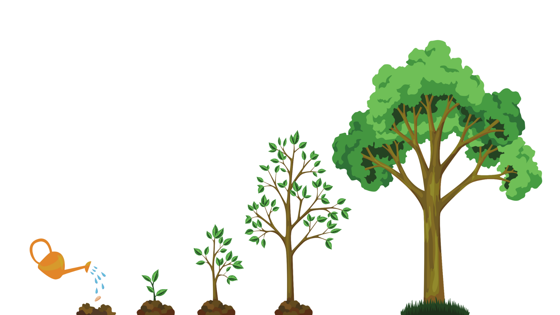 Diagram showing the growth stages of a tree from a seed with sprouting, early growth, young tree, to mature with a large canopy.