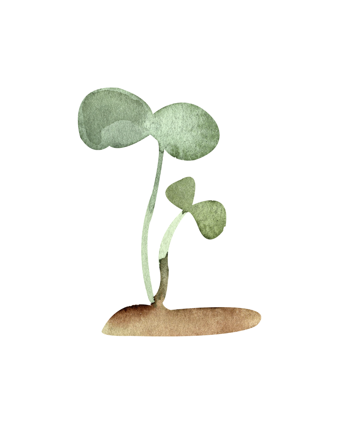 A watercolor illustration of a young sprout with three round leaves and a small clover, emerging from the soil.