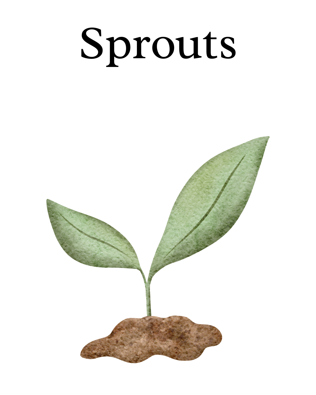 A young green plant with two broad leaves growing from soil.