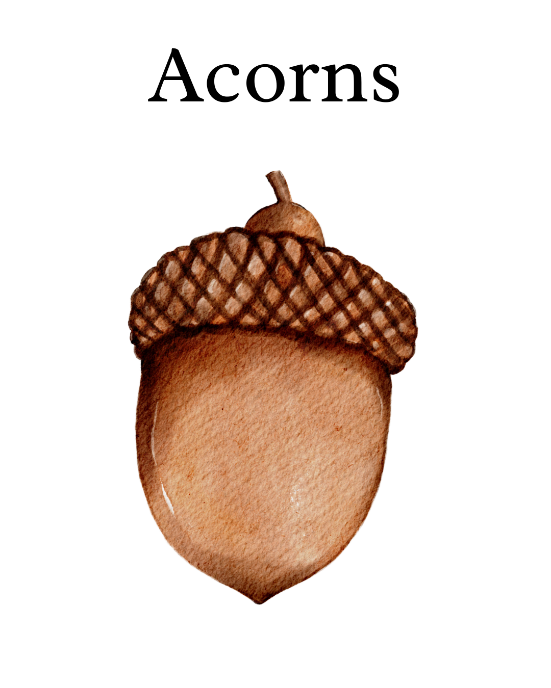 Illustration of an acorn with a textured cap and smooth body, with a splash of green behind it.