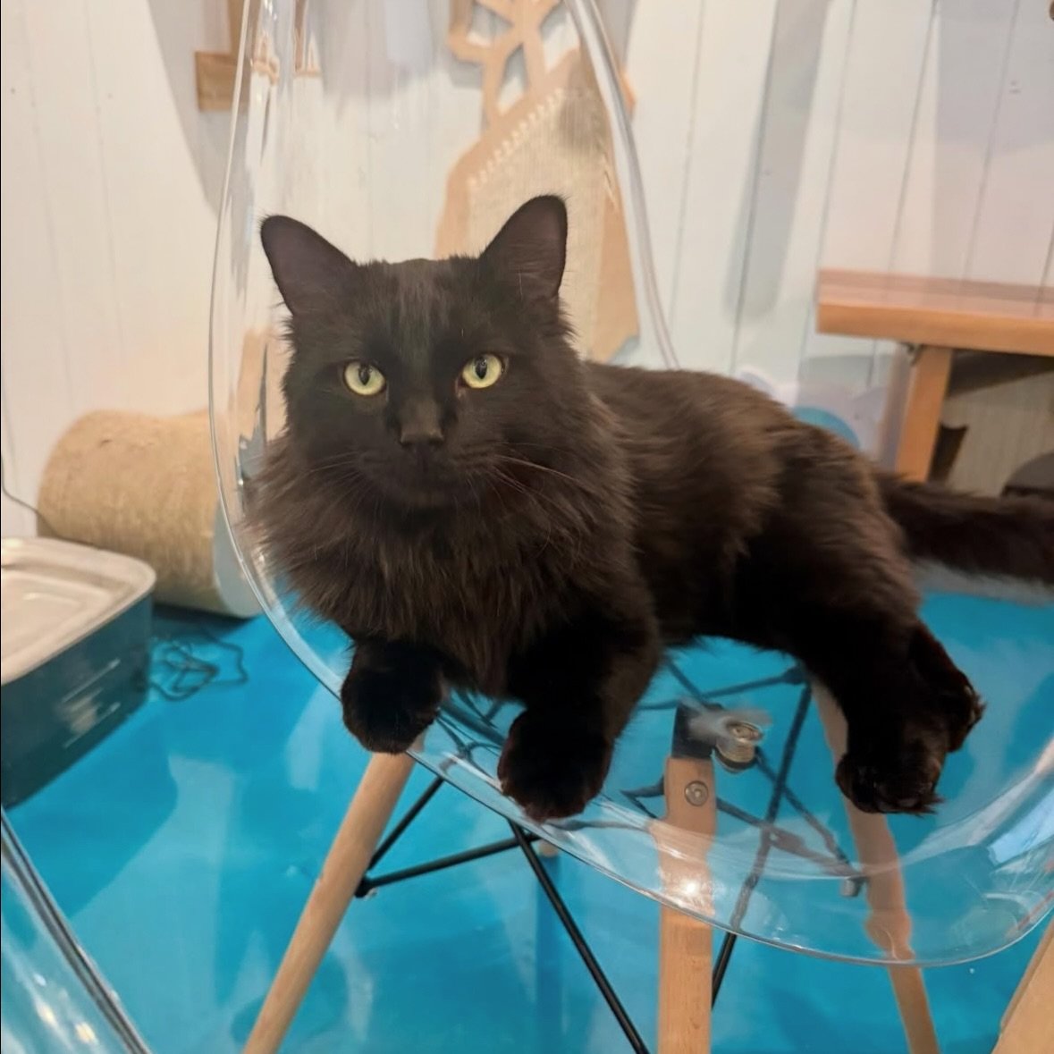 Sharing some recent joy from the Santa Fe Cat Cafe 🐈&zwj;⬛✨ #SantaFeCatCafe

Thanks for spending your days with us and our adoptable kitties 💙

Your visits help socialize our rescue cats, support local cat rescue, and keep this cozy little space th