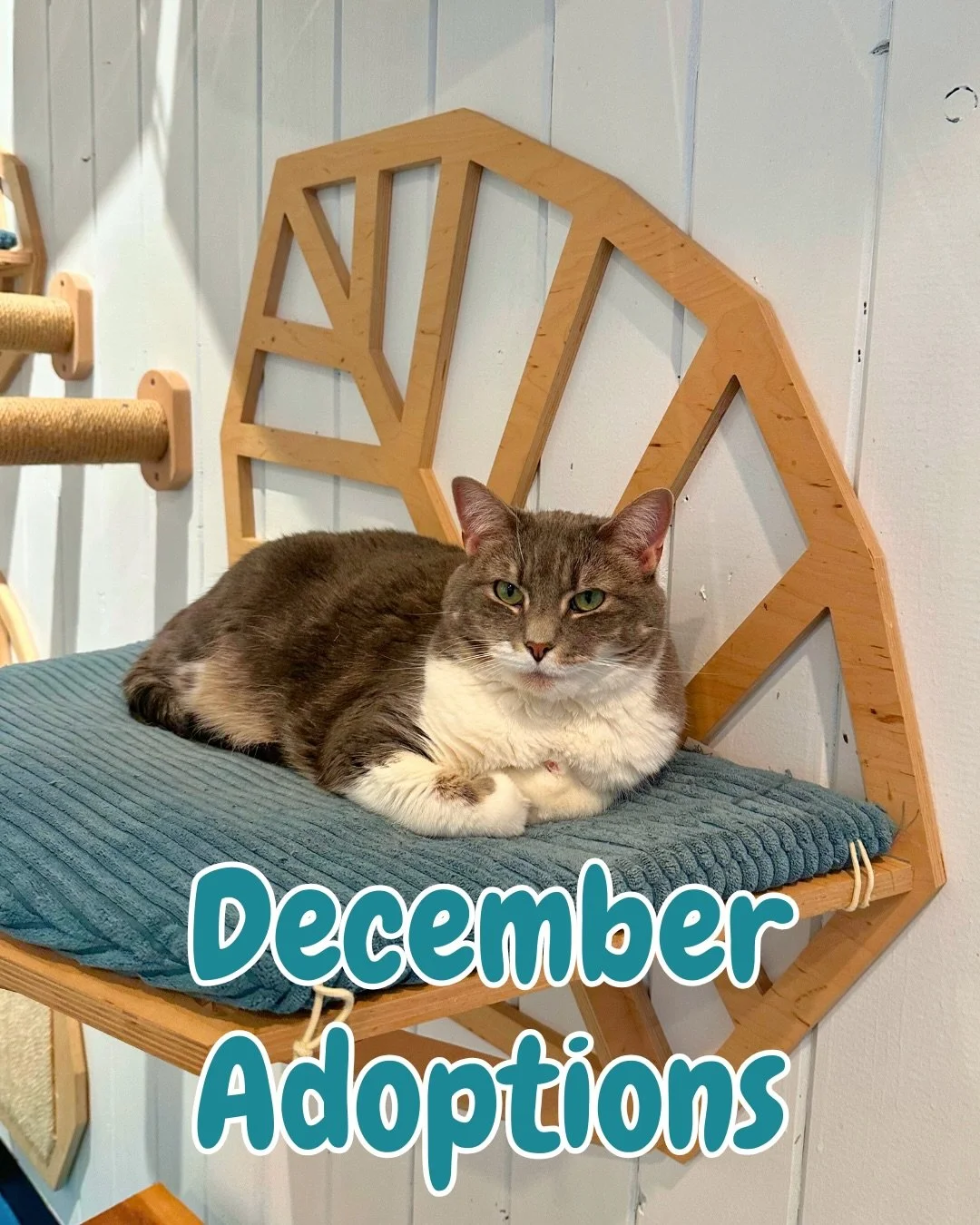 December adoptions at the Santa Fe Cat Cafe 🐾

These cats found their forever homes last month at The Santa Fe Cat Cafe through our partnership with Felines &amp; Friends NM @fandfnm 💙✨

Thank you to everyone who visited, adopted, and supported in 