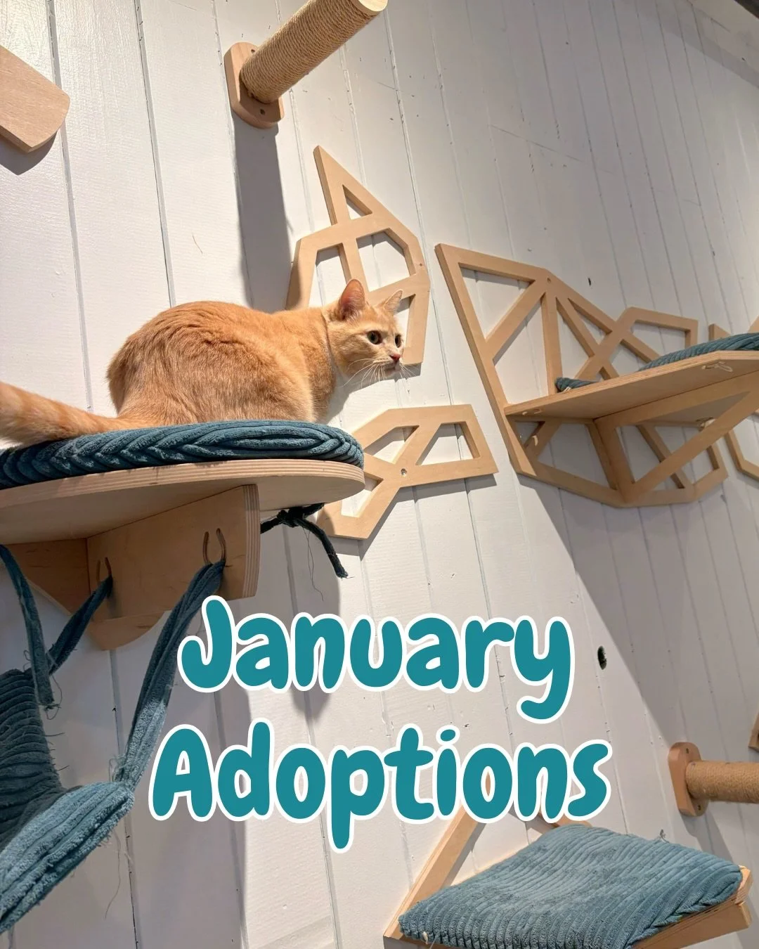 January adoptions at The Santa Fe Cat Cafe 💙🐱🐾

Started the year with sweet goodbyes and new beginnings! 7 cats from @fandfnm found their furever home last month 👏

Watching our cats get adopted never gets old 🩵

Creamsicle
Tragdor 
Gouda
Manche