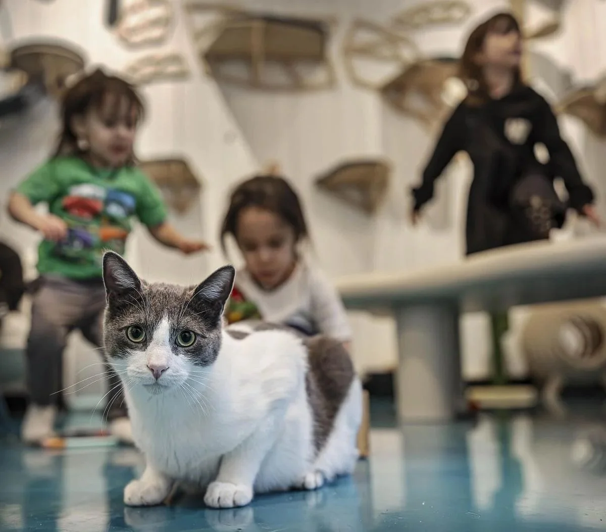 Feeling so grateful to be featured in The Santa Fe New Mexican as we celebrate two years of cats, community, and connection 💙🐱

Thank you for being part of this journey! We can&rsquo;t wait to see what year 3 brings 🐈&zwj;⬛✨