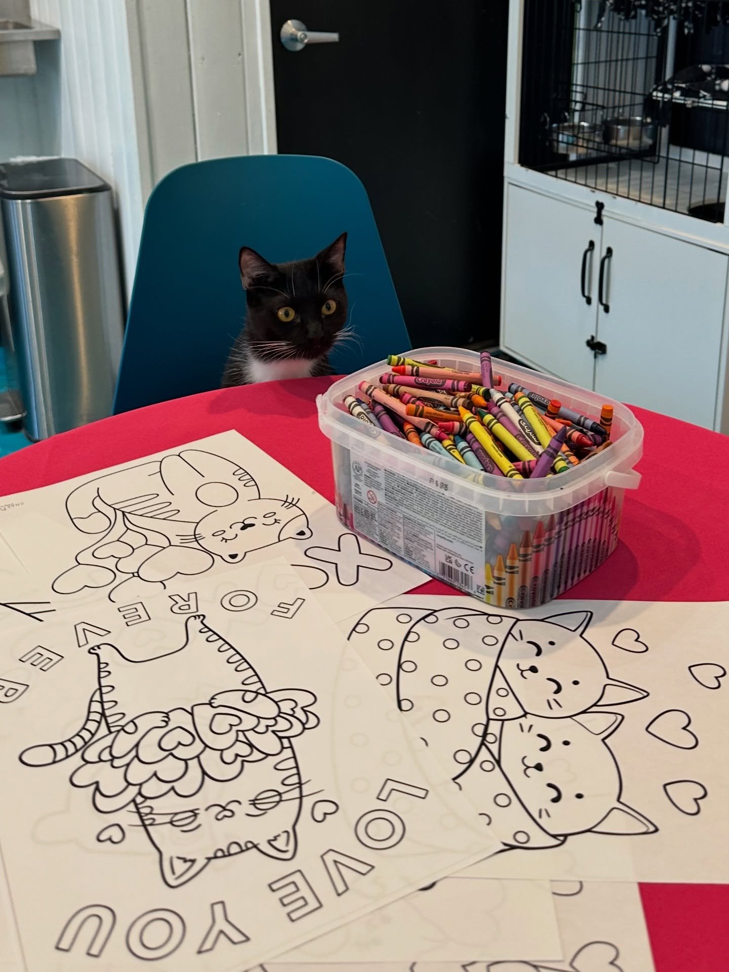 Coloring with Cats is back at the Santa Fe Cat Cafe 🖍️🐈&zwj;⬛✨

Join us for our monthly Coloring with Cats program, where you can enjoy a cozy, family friendly morning coloring alongside our adoptable cats in the downstairs cat lounge.

Coloring wi