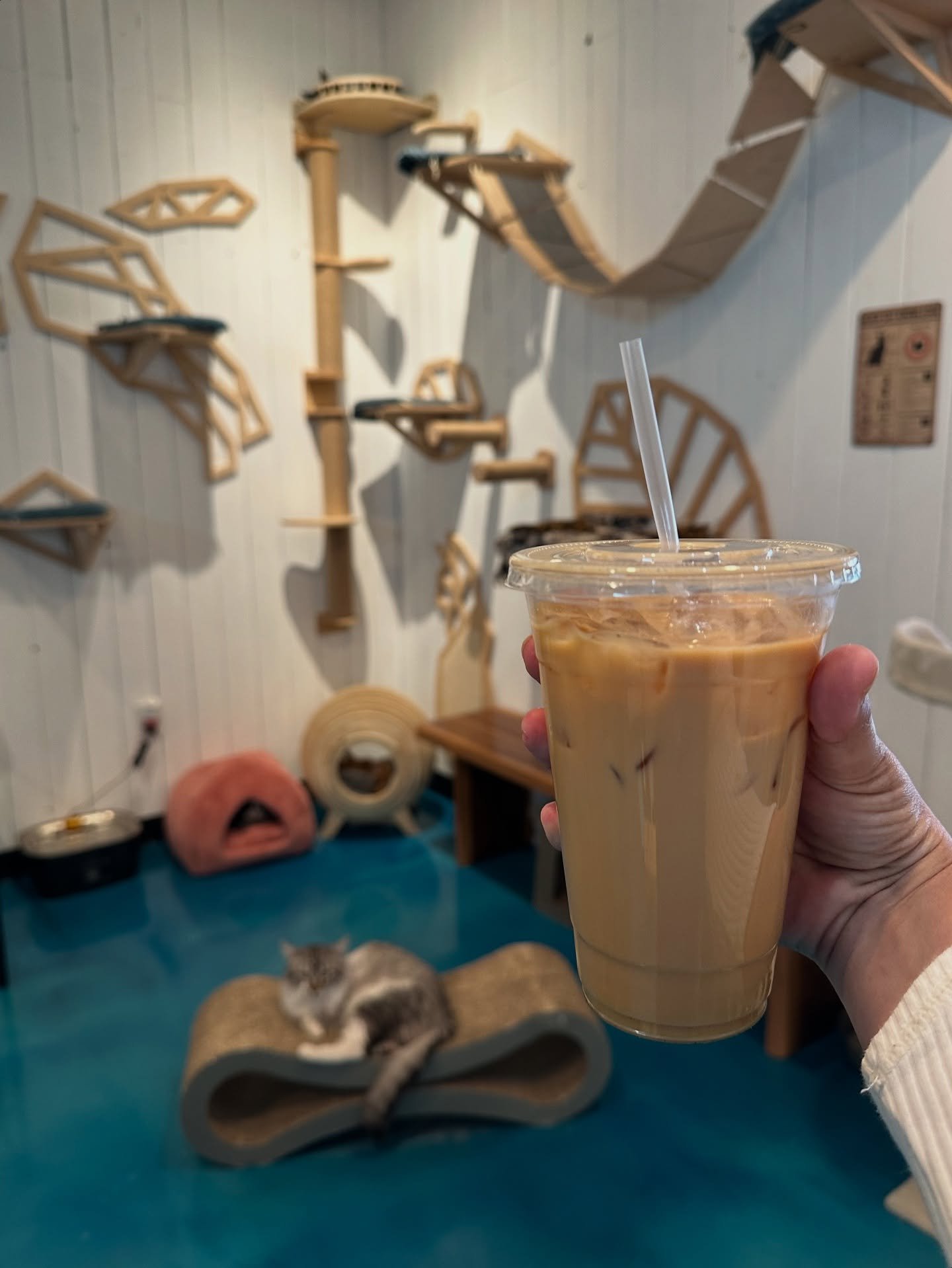 Feeling a little eepy? 😴🐈&zwj;⬛

The Eepy Cat Double Shot is a staff and customer favorite for a reason!

Two shots of espresso poured over ice with caramel for the perfect quick pick-me-up ☕️💤

📍 Santa Fe Cat Cafe
Tuesday - Sunday | 7 am - 5 pm
