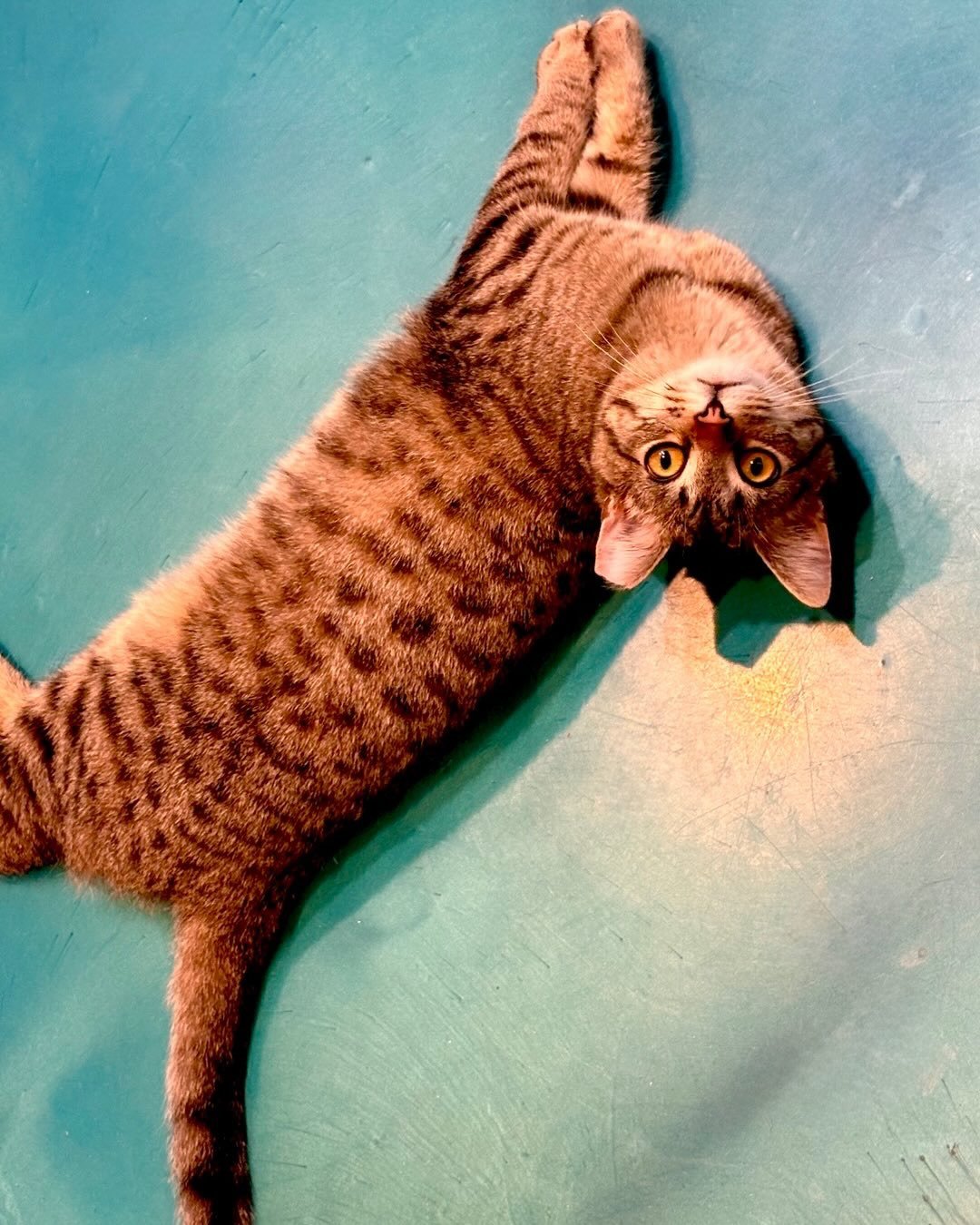 210 cat adoptions (and counting) at the Santa Fe Cat Cafe 🐾💙

Thank you @celebratingsantafe for stopping by and sharing your visit! Came in for tea and ended up hanging with the cats for 30 minutes&hellip; happens every time 😻

Come spend some tim