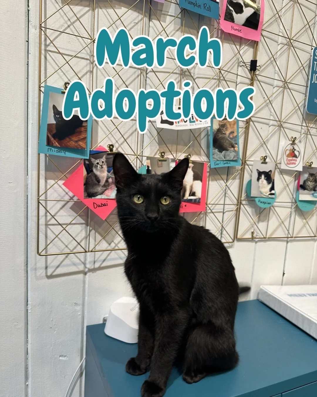 March adoptions at the Santa Fe Cat Cafe 💚🐱

So many cats found their forever homes last month, and it&rsquo;s all thanks to our amazing community and rescue partners! 🐾

We&rsquo;re proud to work alongside Felines &amp; Friends New Mexico, 9 Live