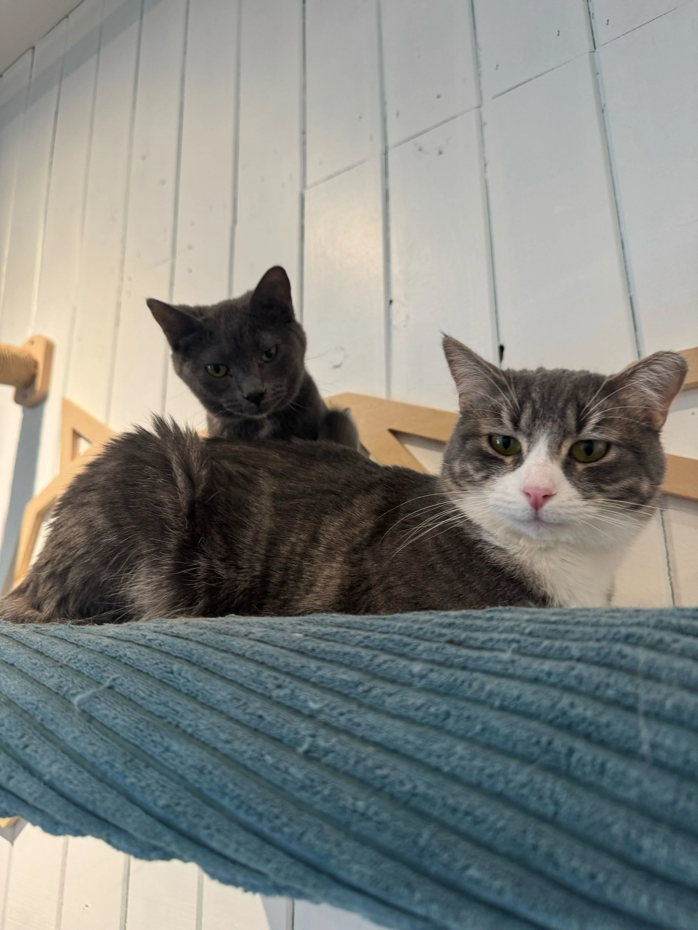 Big cat, little cat, best friends 🐈&zwj;⬛🐾

Larry and Grinch have officially become the cutest duo in the cat lounge 💙 Larry may be a little bigger and Grinch may be tiny, but these two from @9livesrescuenm basically inseparable now ✨

Come hang o