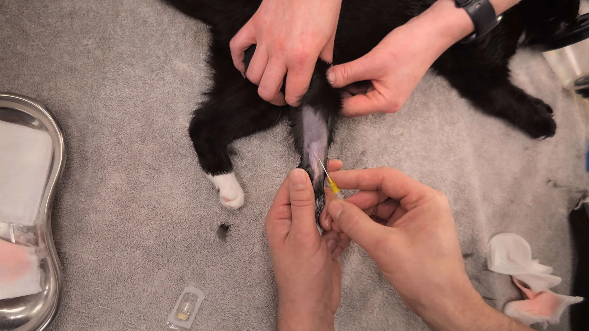 A veterinarian giving a kitten a vaccination. The kitten is lying on a gray towel, and the veterinarian is administering the shot into the kitten's thigh.