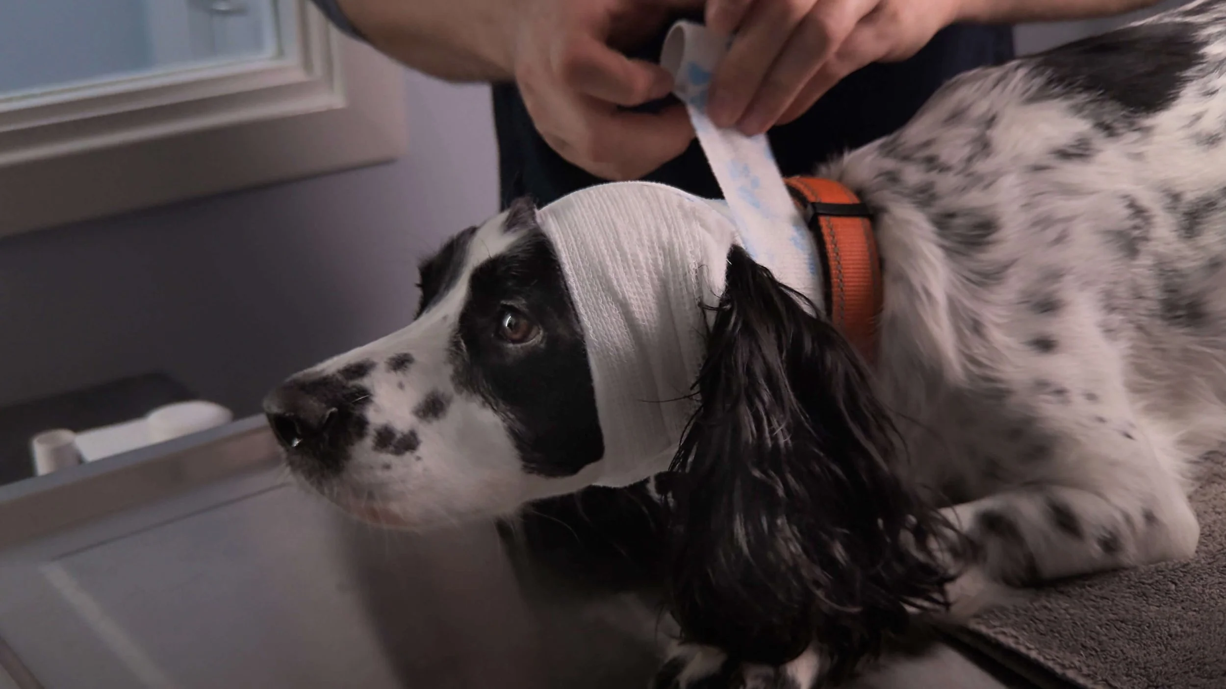 A black and white dog with long ears lying on a mat while a person handles a medical bandage or tape on its head, possibly at a veterinary clinic.