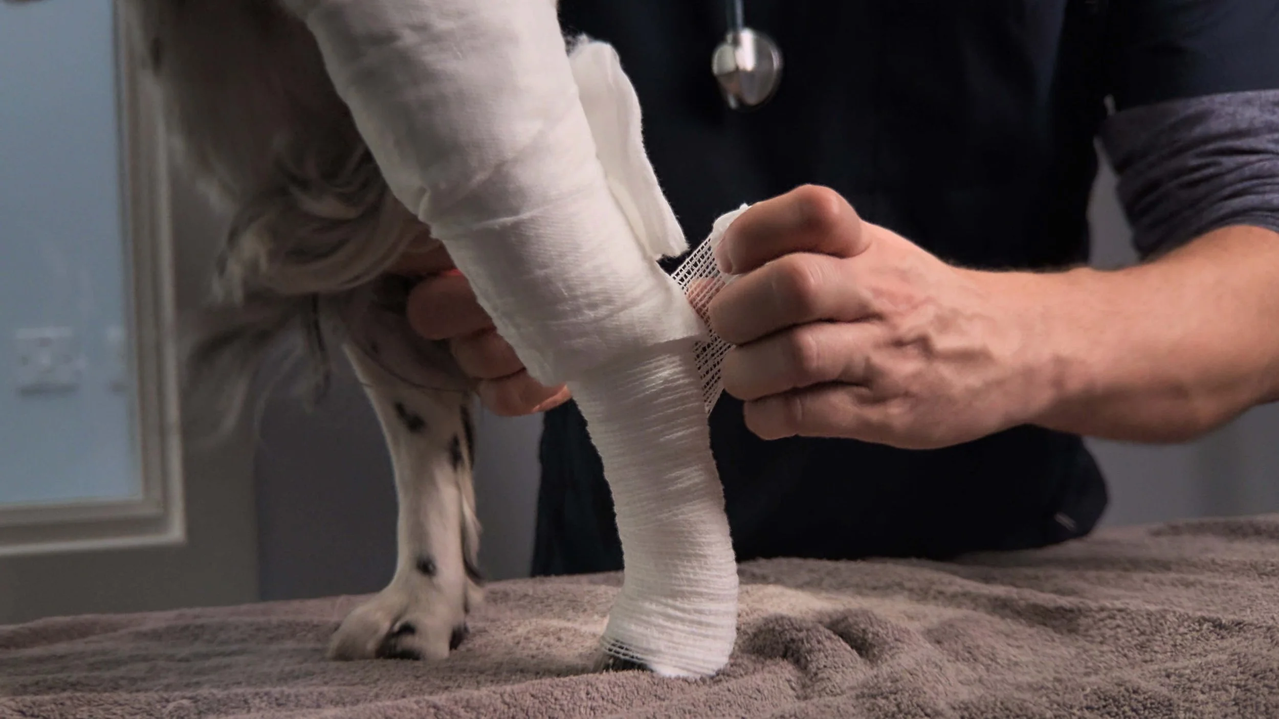 A veterinarian applying a bandage to a dog's paw, which has a cast on its leg.