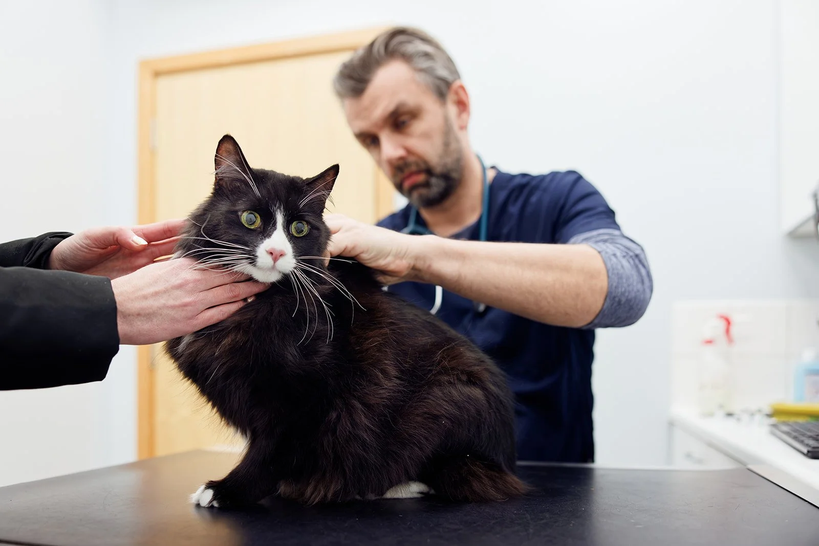 A veterinarian examining a black and white cat on a veterinary table, with someone holding the cat's head gently. The veterinary clinic has a white wall and medical supplies in the background.