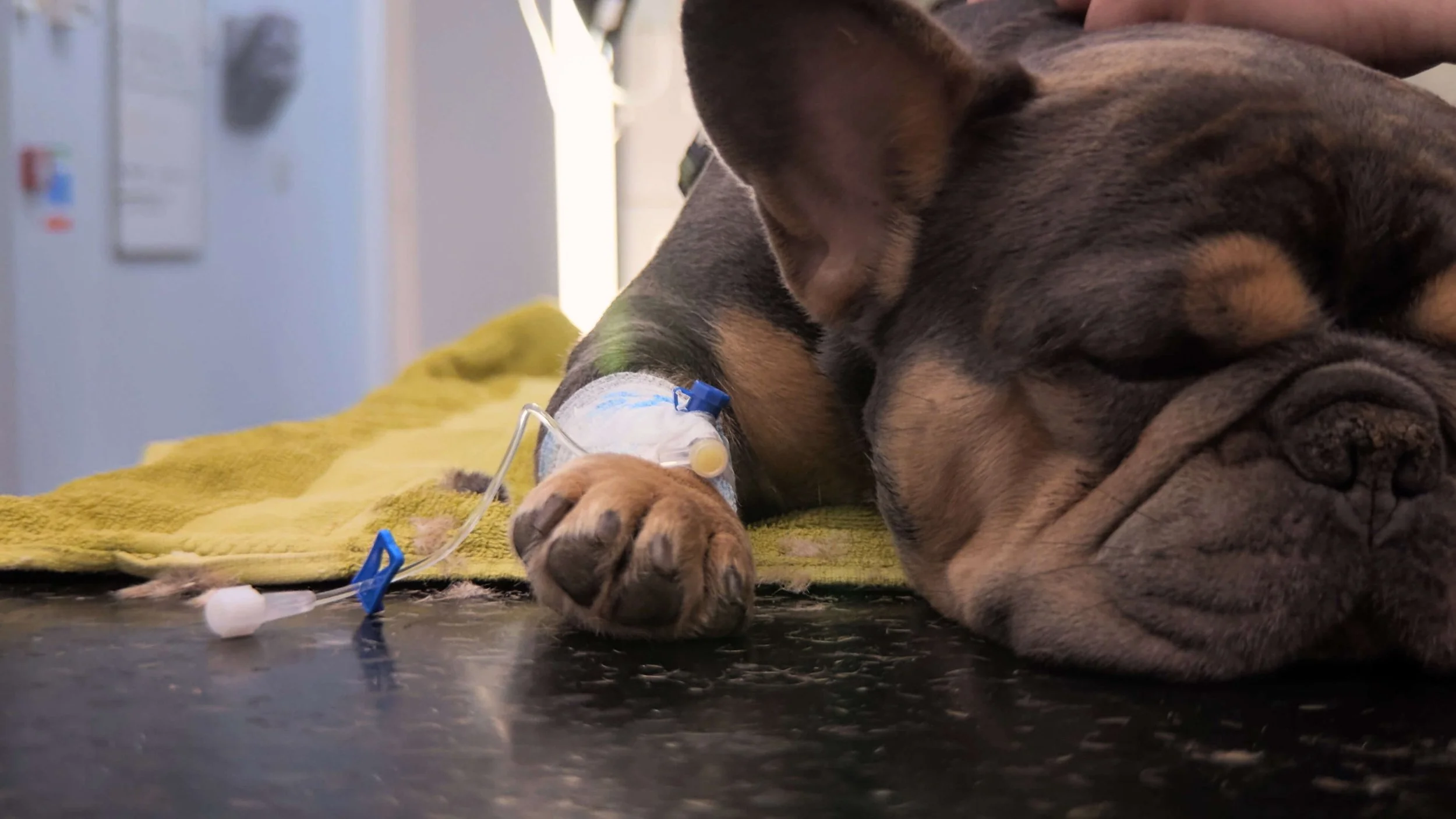 A dog with medical tubing and bandages lying on a yellow blanket, resting in a clinical setting.