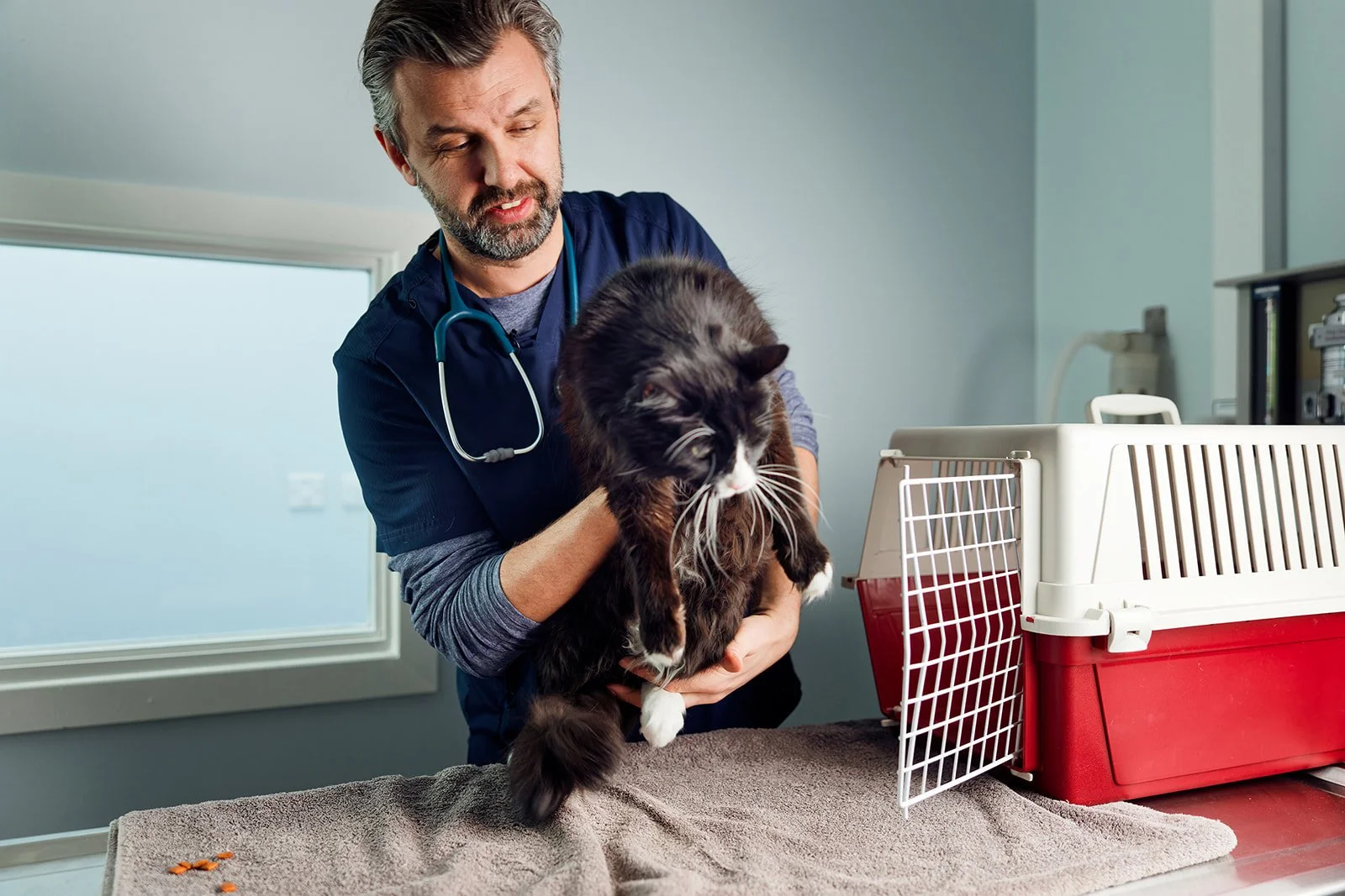 A veterinarian holding a black and white cat on an examination table in a clinic, with a pet carrier nearby.