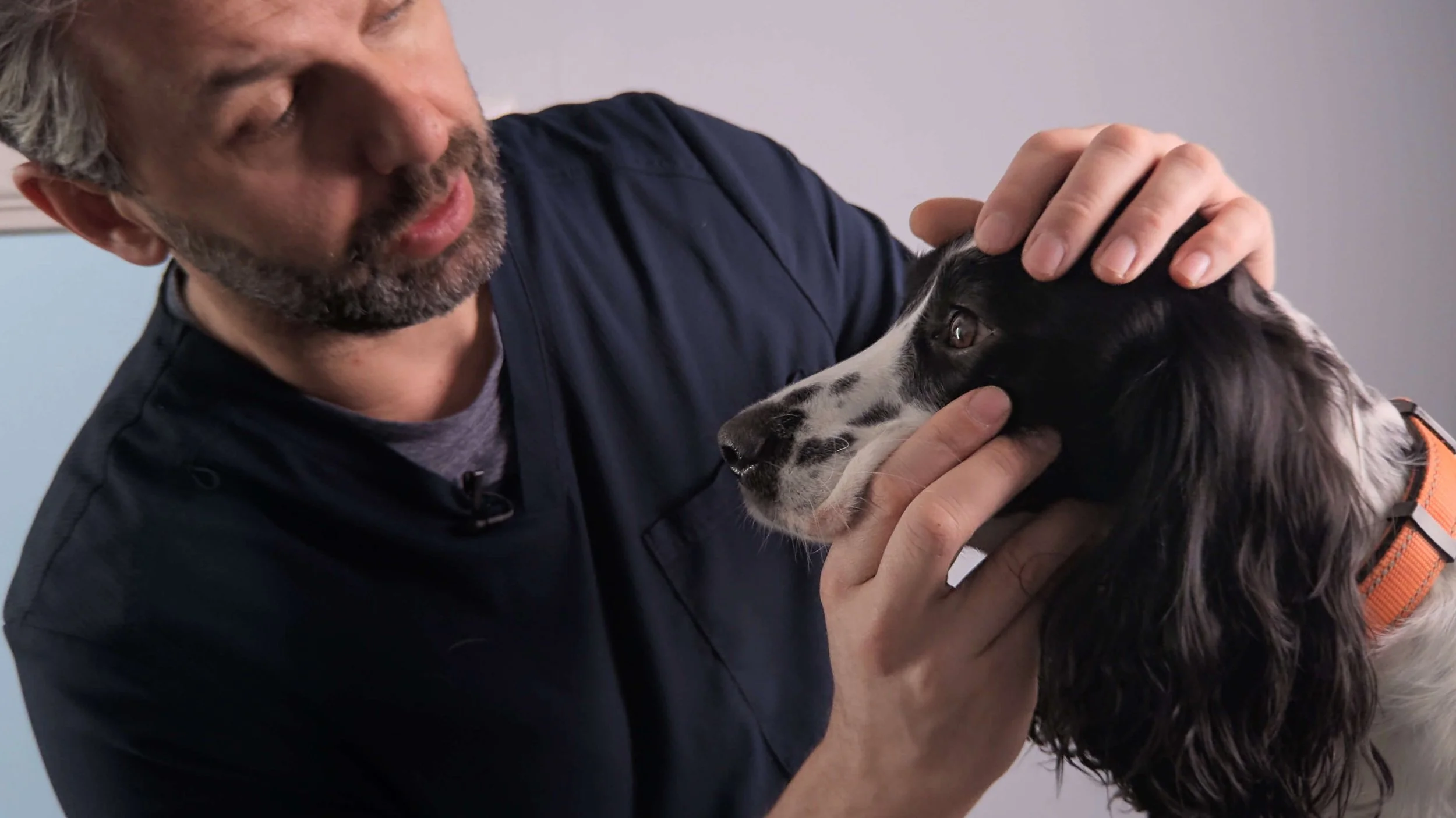 A man gently holding and examining a black and white dog with long ears and a collar, indoors.