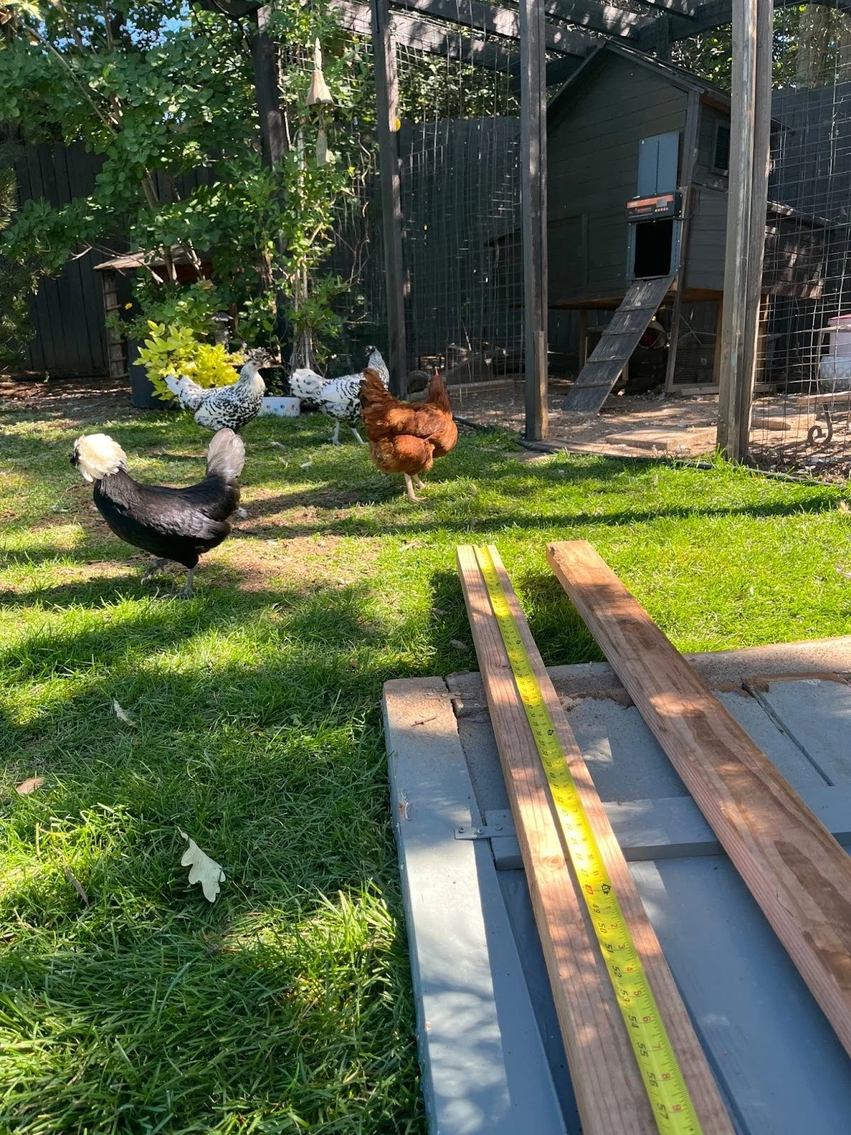 Chicken Coop 1.jpg