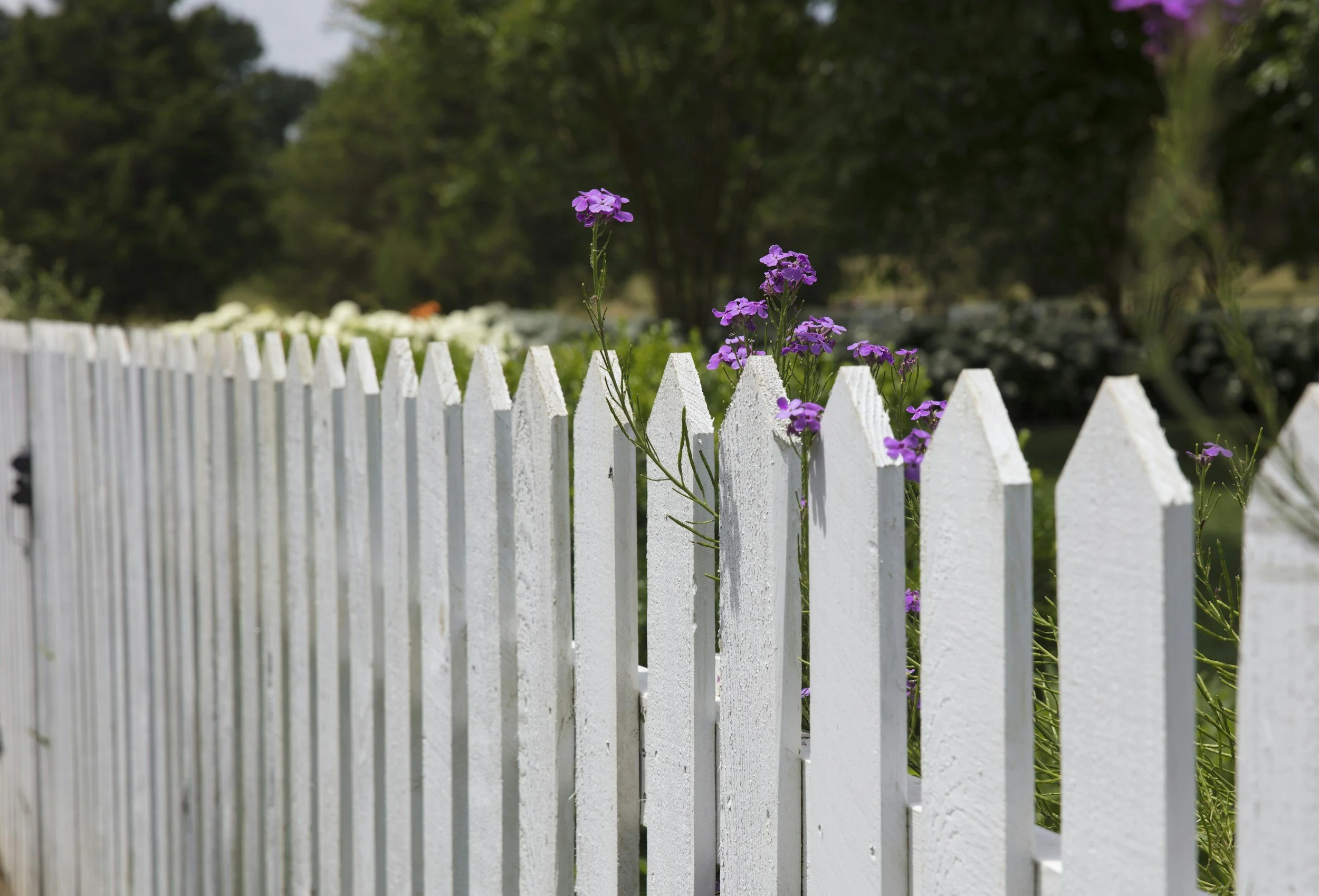 Close-up of a white picket fence with purple flowers growing through it, with trees and greenery in the background.