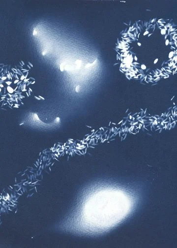 Day Dream_Cyanotype Postcards.jpg