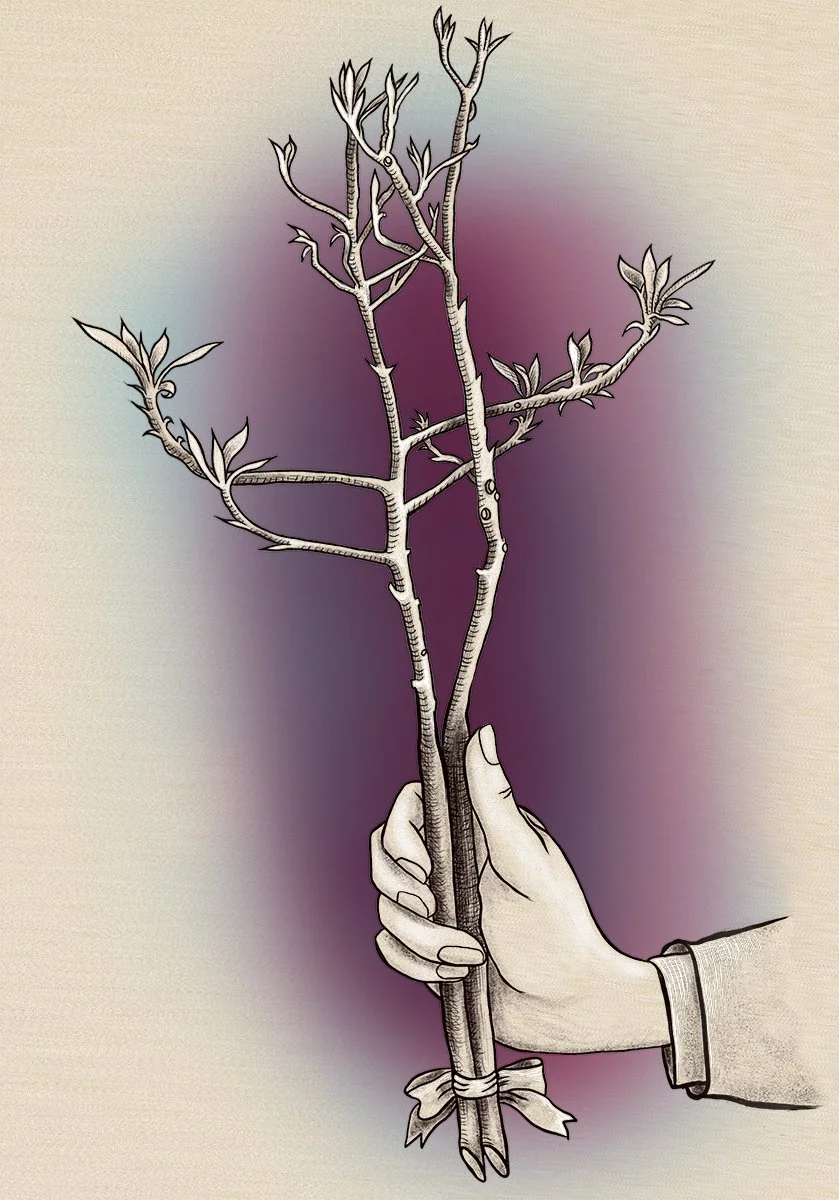 hand holding sprouting leaves on branch with bow, illustrated by Terry Marks