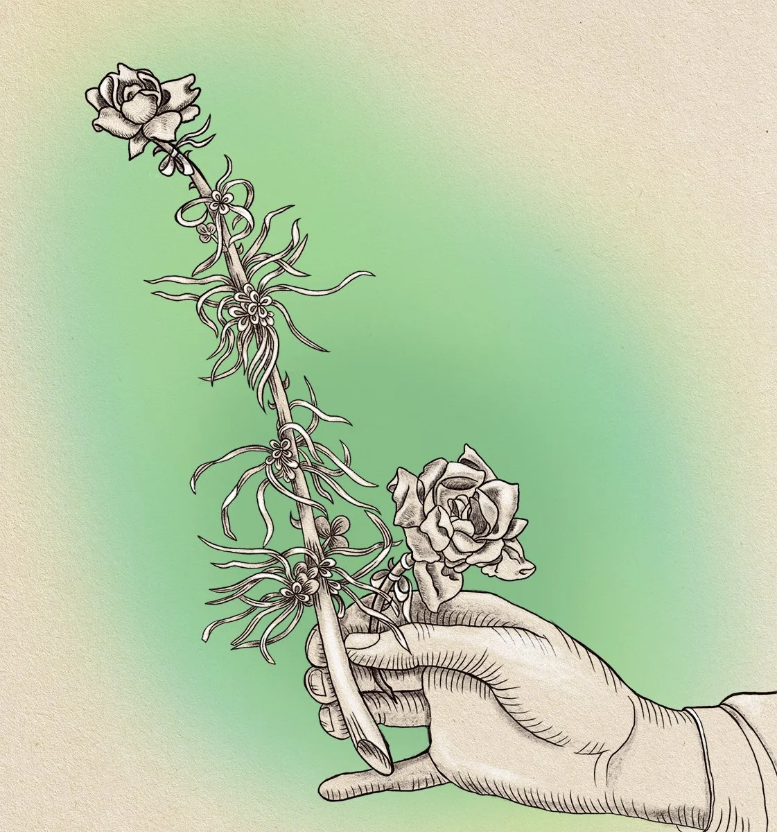 hand holding stick with rose blooms and ribbons, illustrated by Terry Marks