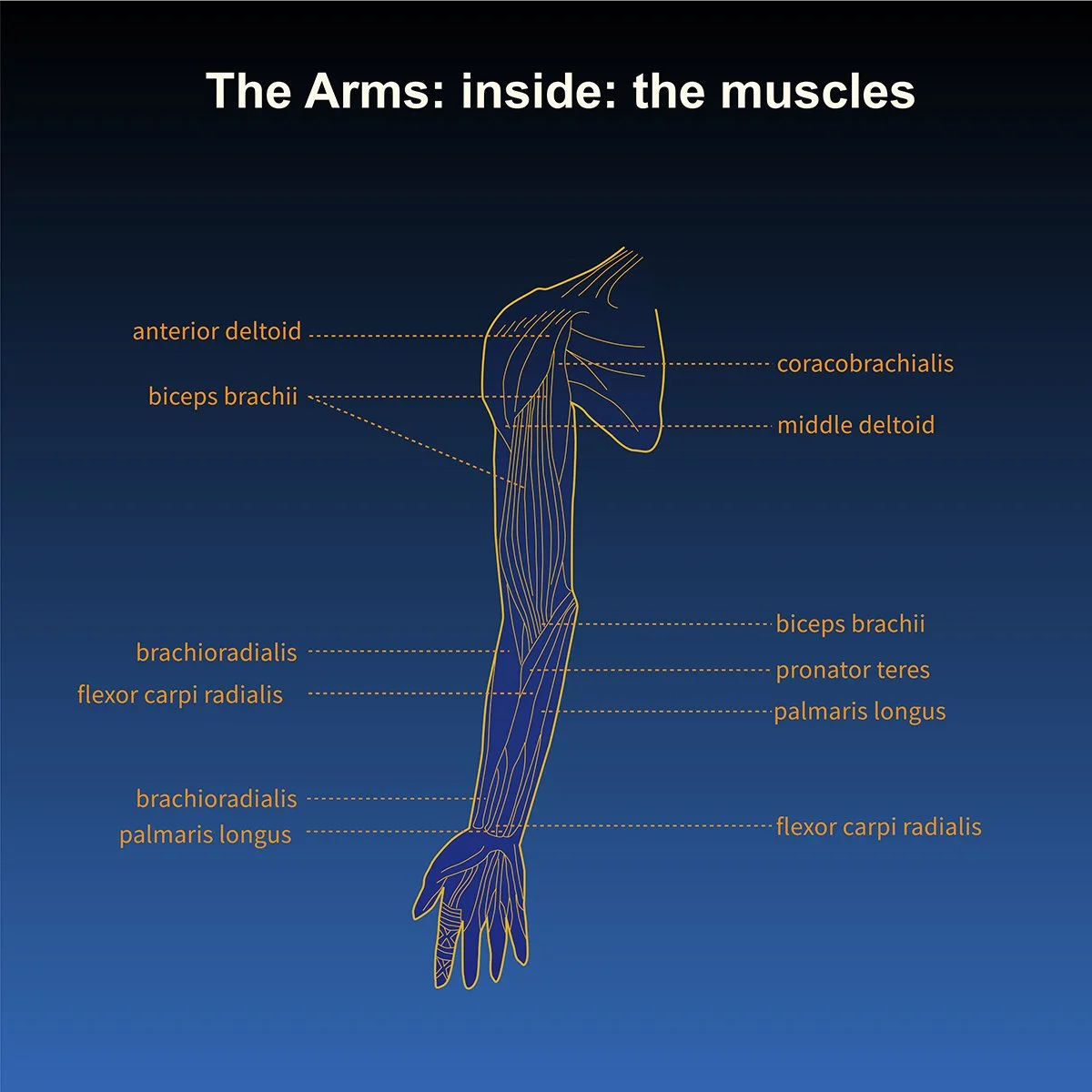 human anatomy- skeleton of the arms- inside view- musculature with call out labels, illustrated by Terry Marks