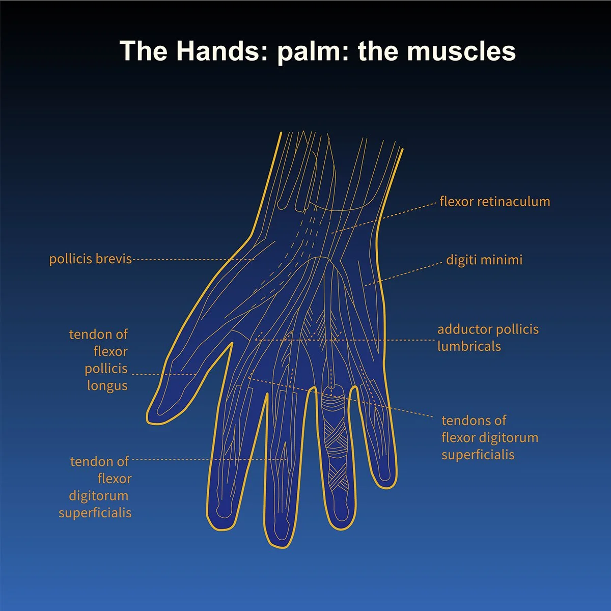 human anatomy- musculature of the hand- palm view with call out labels, illustrated by Terry Marks