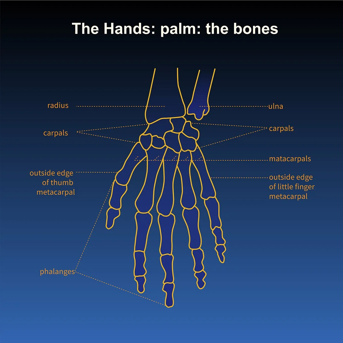 human anatomy- skeleton of the hand- palm view with call out labels, illustrated by Terry Marks