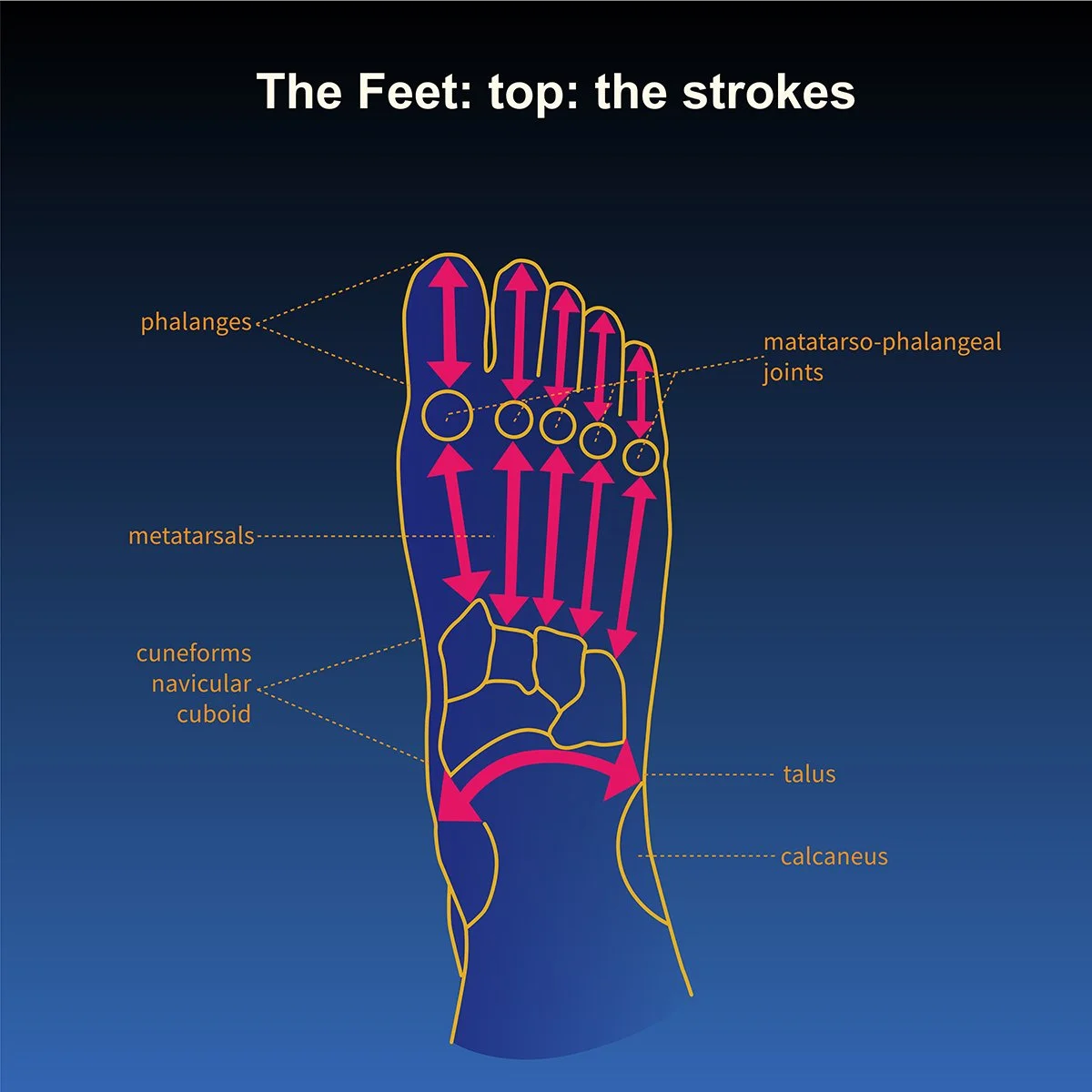 human anatomy- the feet- top view- direction of massage technique with call out labels, illustrated by Terry Marks