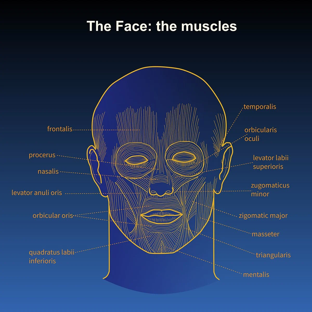 human anatomy musculature of head and the face- front view with call out labels, illustrated by Terry Marks