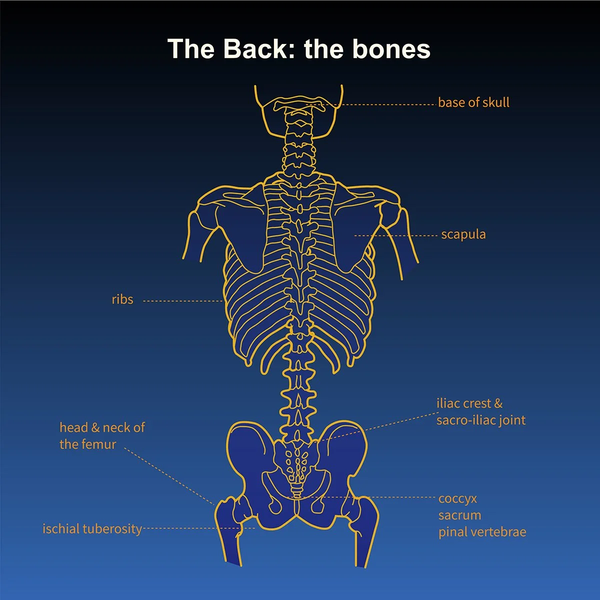 human anatomy skeleton of the torso- ribcage and pelvis- back view- with call out labels, illustrated by Terry Marks