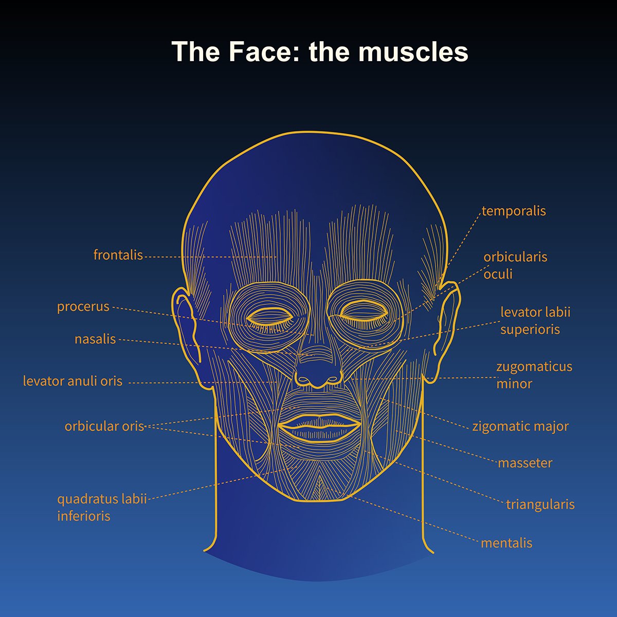 human anatomy musculature of head and the face- front view with call out labels, illustrated by Terry Marks