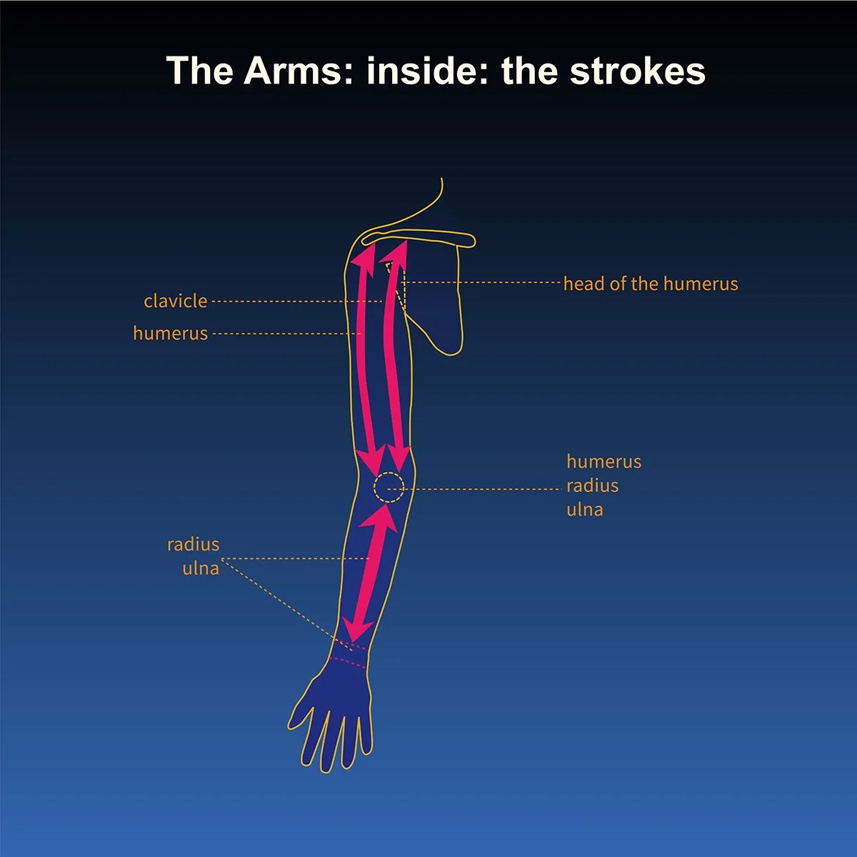 human anatomy- skeleton of the arms- inside view- direction of massage technique with call out labels, illustrated by Terry Marks