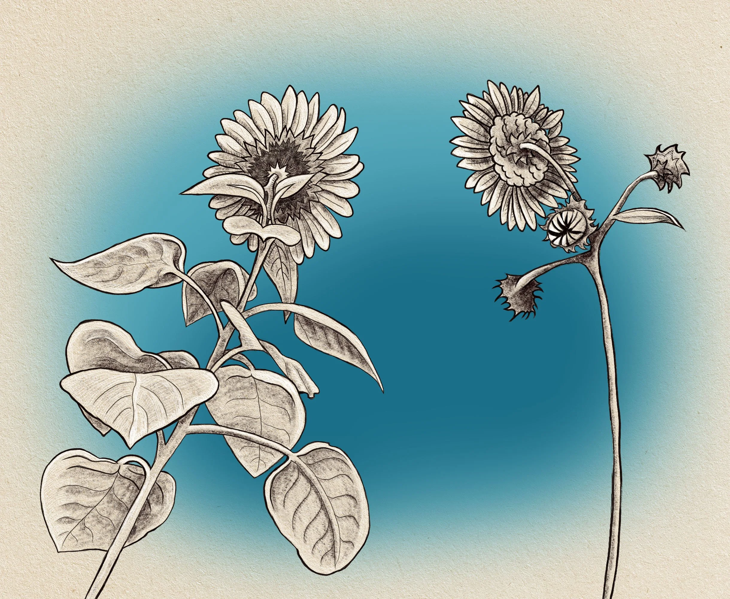 sunflowers.jpg