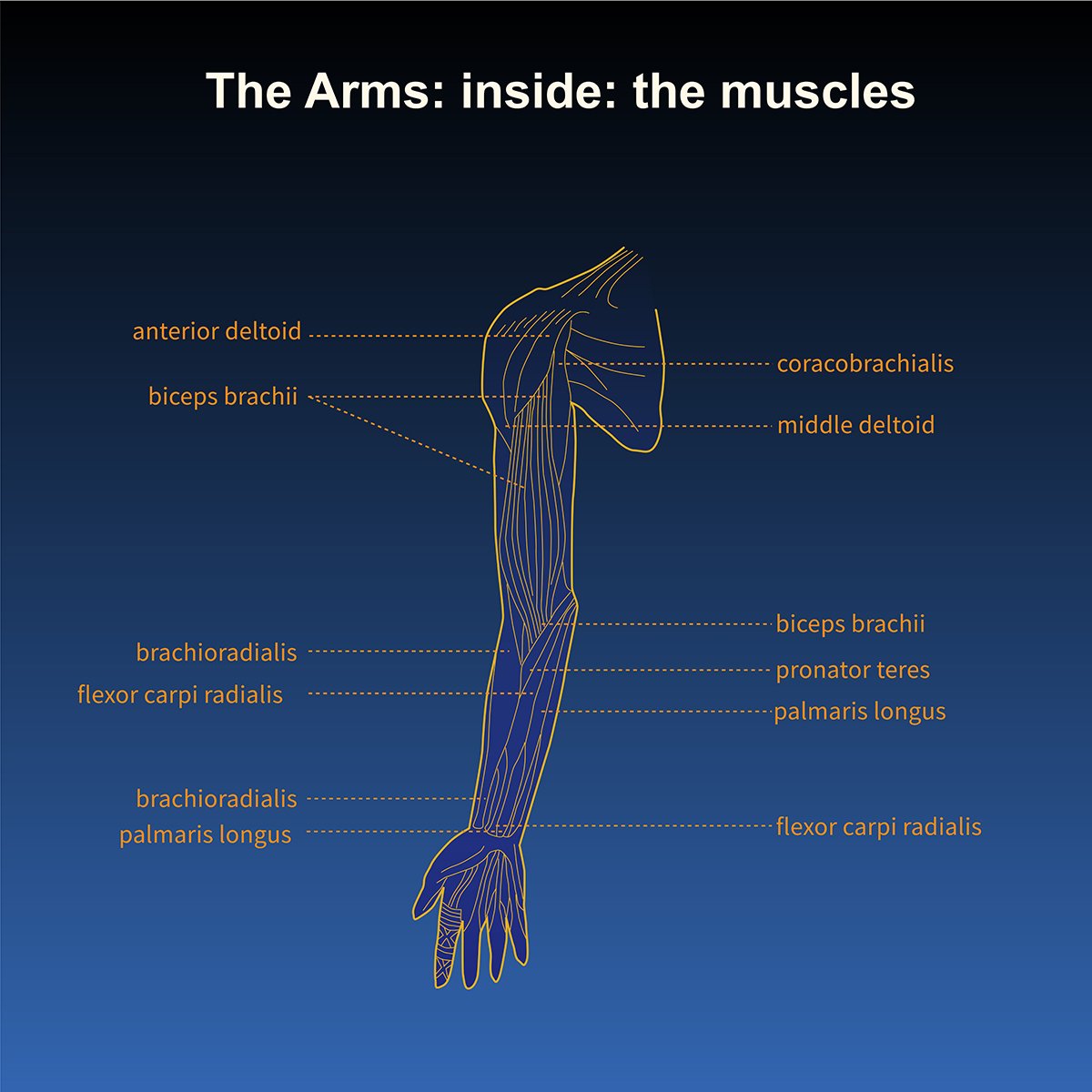 human anatomy- skeleton of the arms- inside view- musculature with call out labels, illustrated by Terry Marks