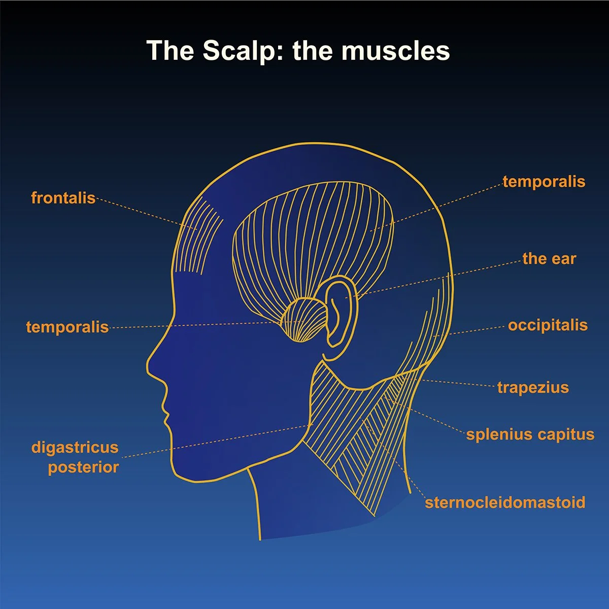 human anatomy- musculature of the head and scalp- side view with call out labels, illustrated by Terry Marks