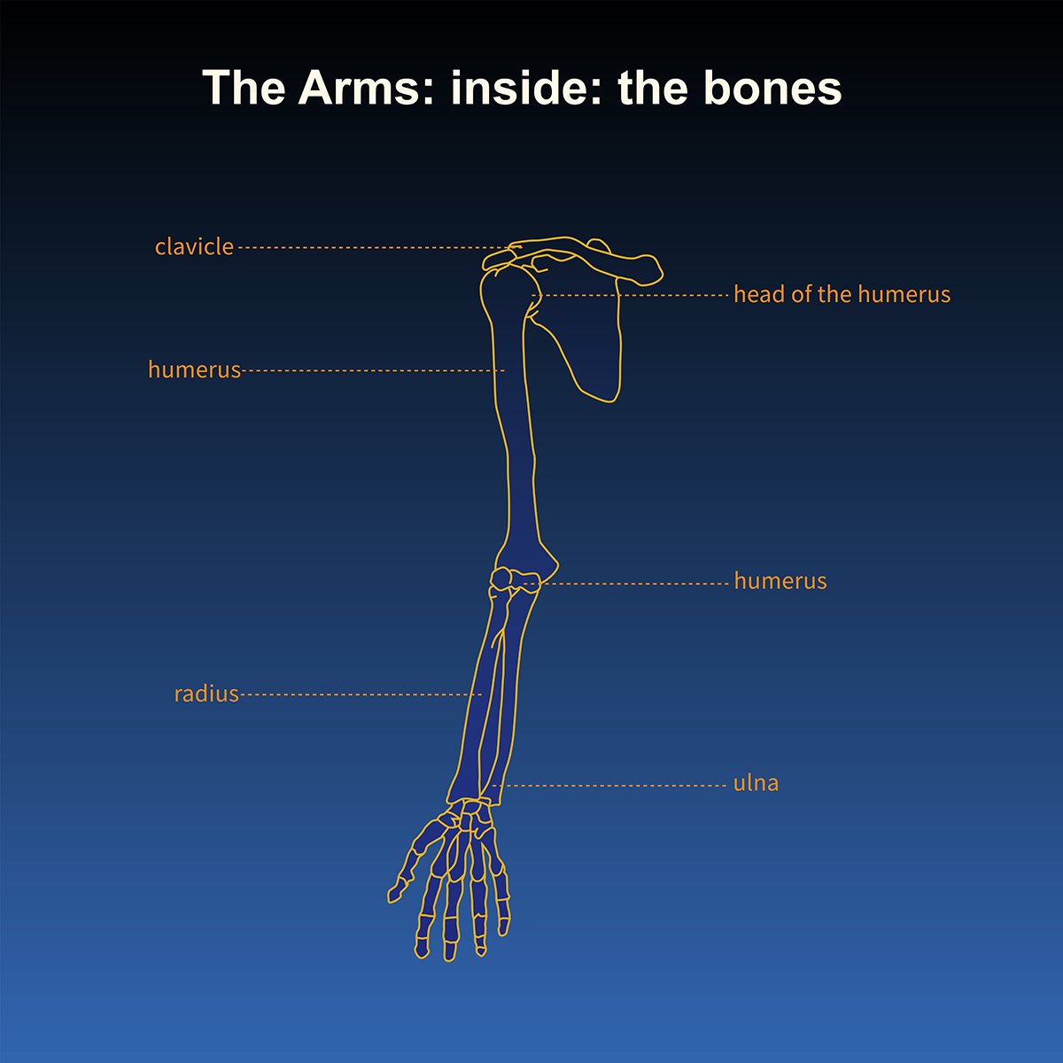human anatomy- skeleton of the arms- inside view- with call out labels, illustrated by Terry Marks