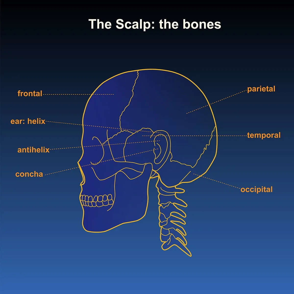 human anatomy- skeleton of the head and scalp- side view with call out labels, illustrated by Terry Marks