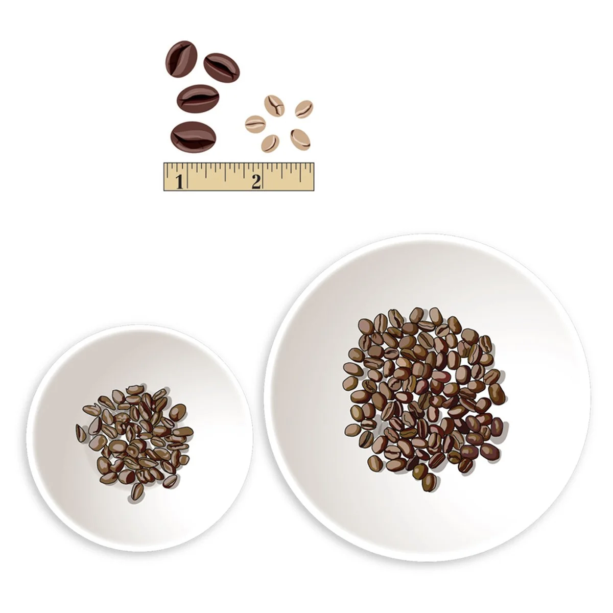 measuring size of coffee beans, illustration by Terry Marks