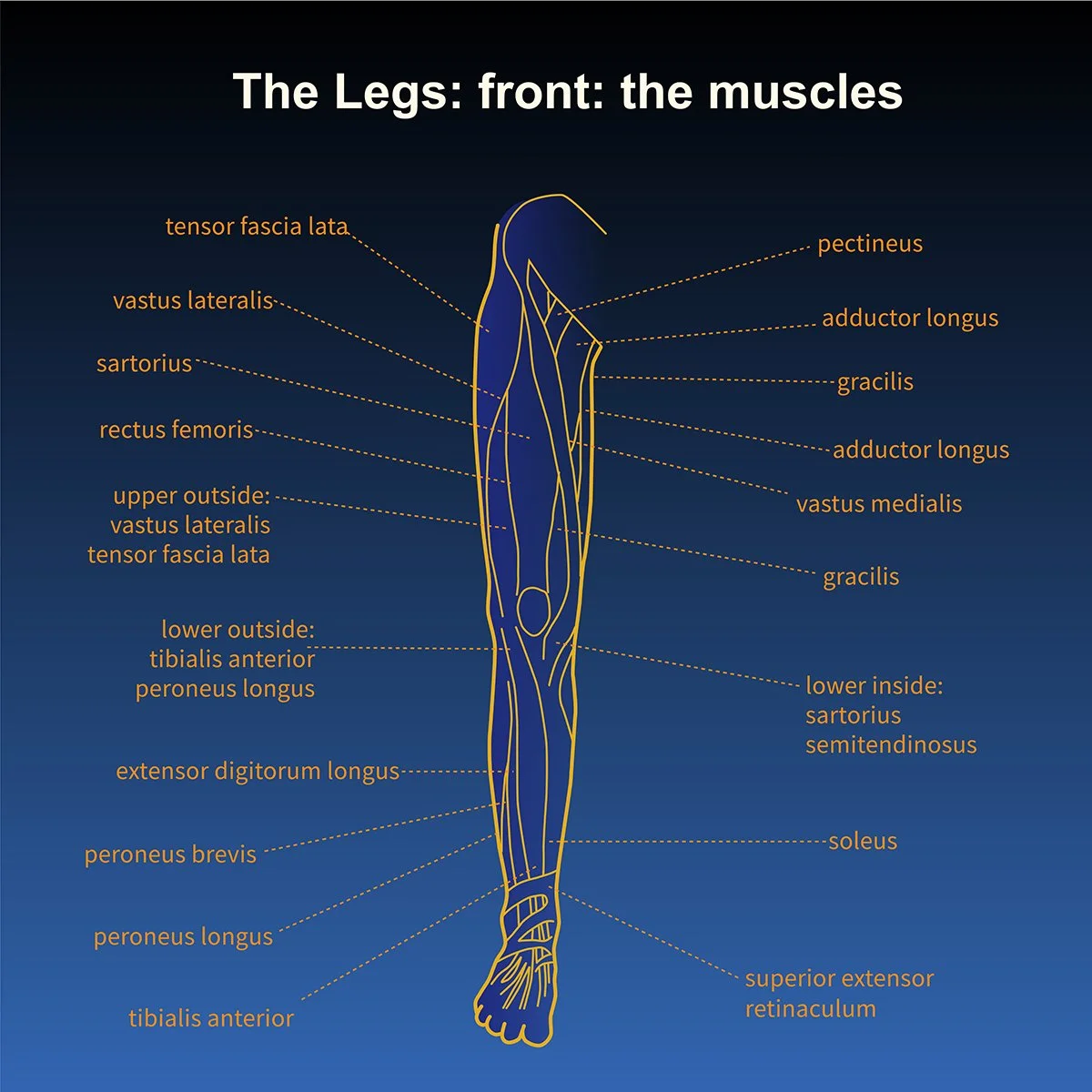 human anatomy -musculature of the legs and hip- front view with call out labels, illustrated by Terry Marks