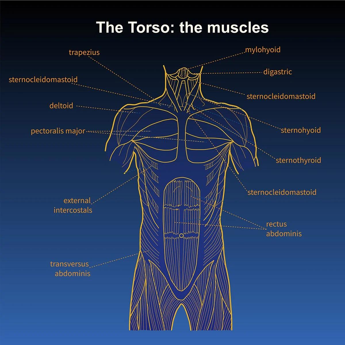 human anatomy musculature of torso- front view-with call out labels, illustrated by Terry Marks