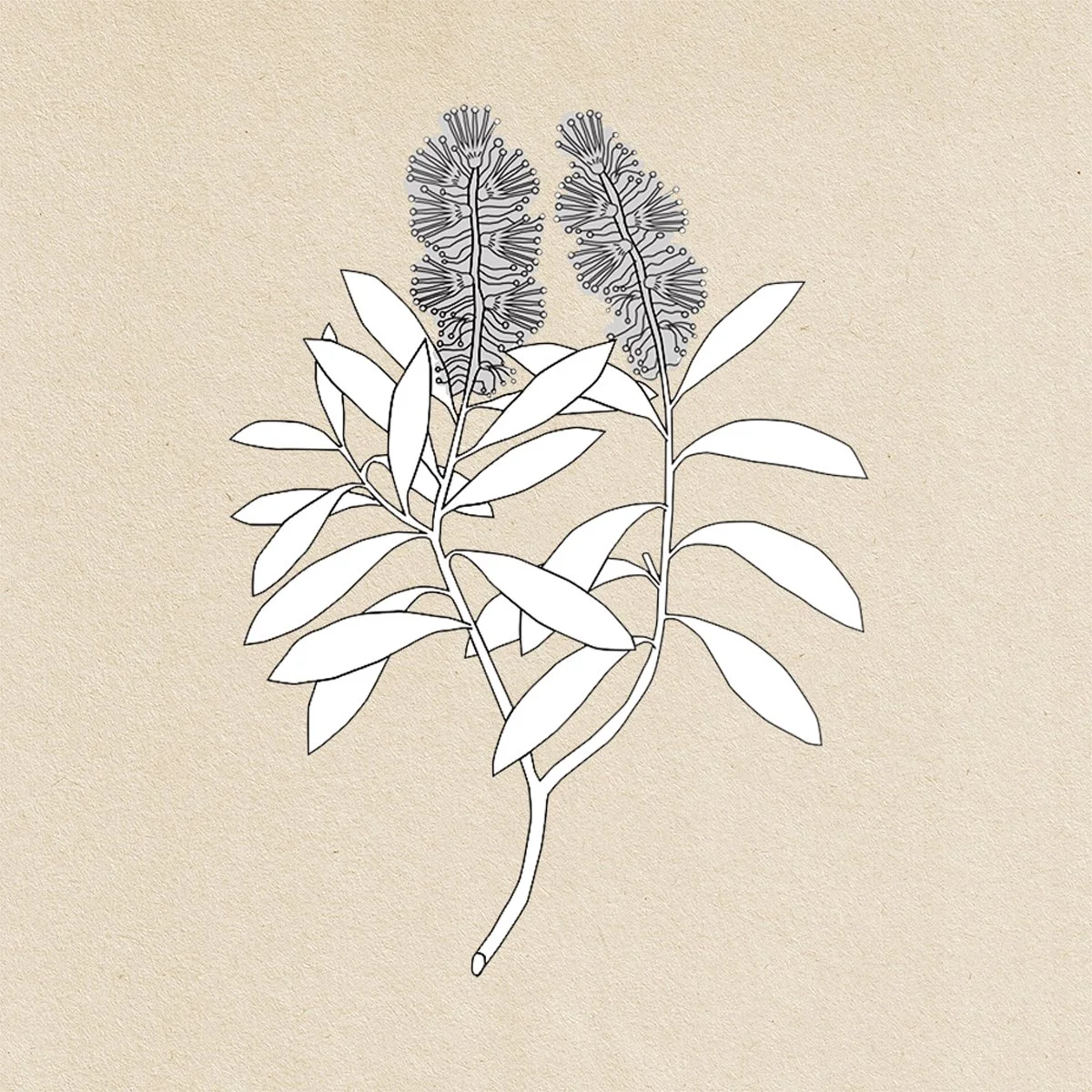 botanical illustration of naiouli flowering plant, aromatherapy & essential oils for healing, book interior page, illustrated by Terry Marks