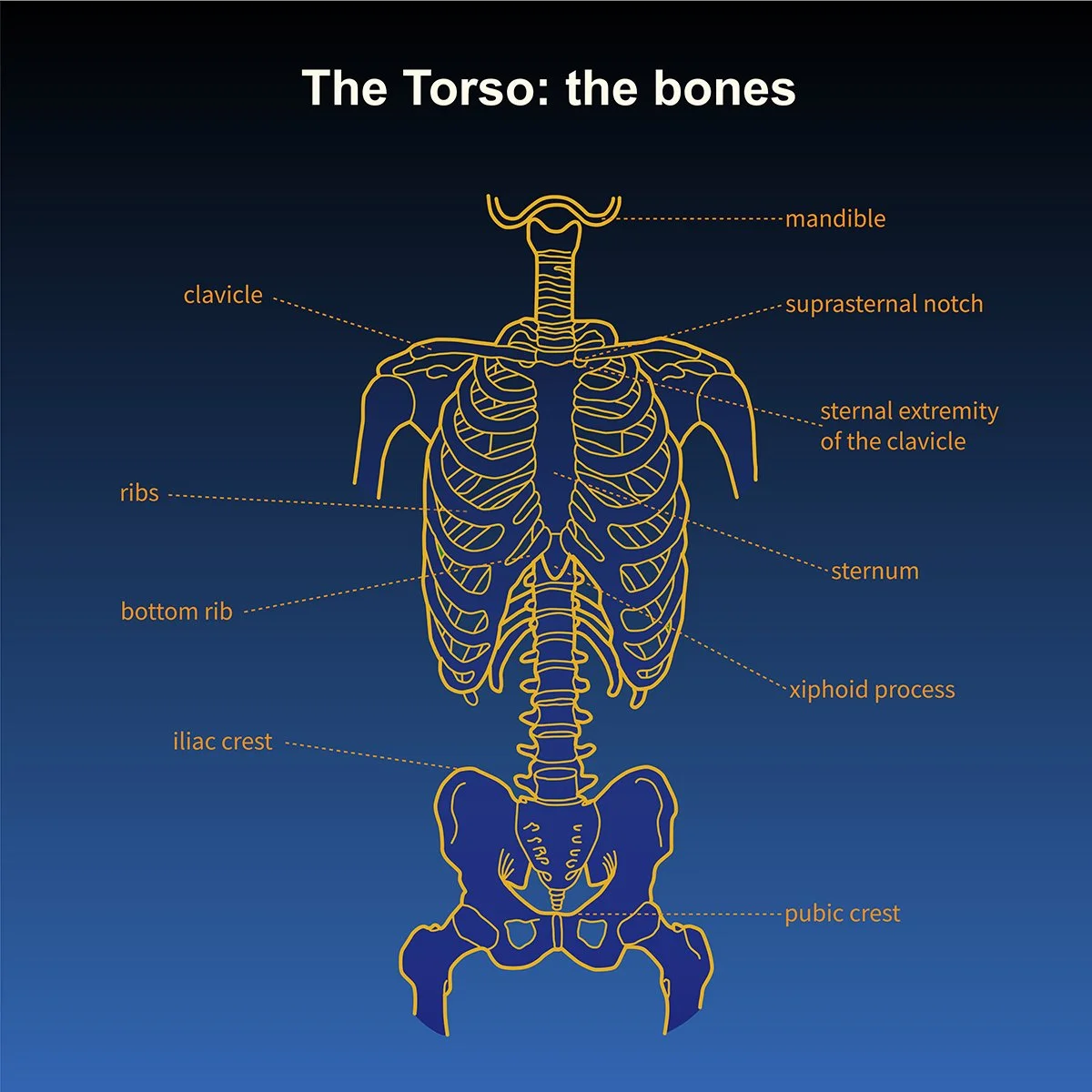 human anatomy skeleton of the torso- ribcage and pelvis- front view- with call out labels, illustrated by Terry Marks